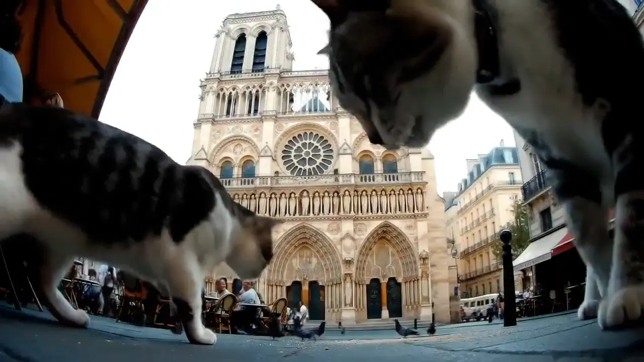 Cat’s Trip to Notre-Dame