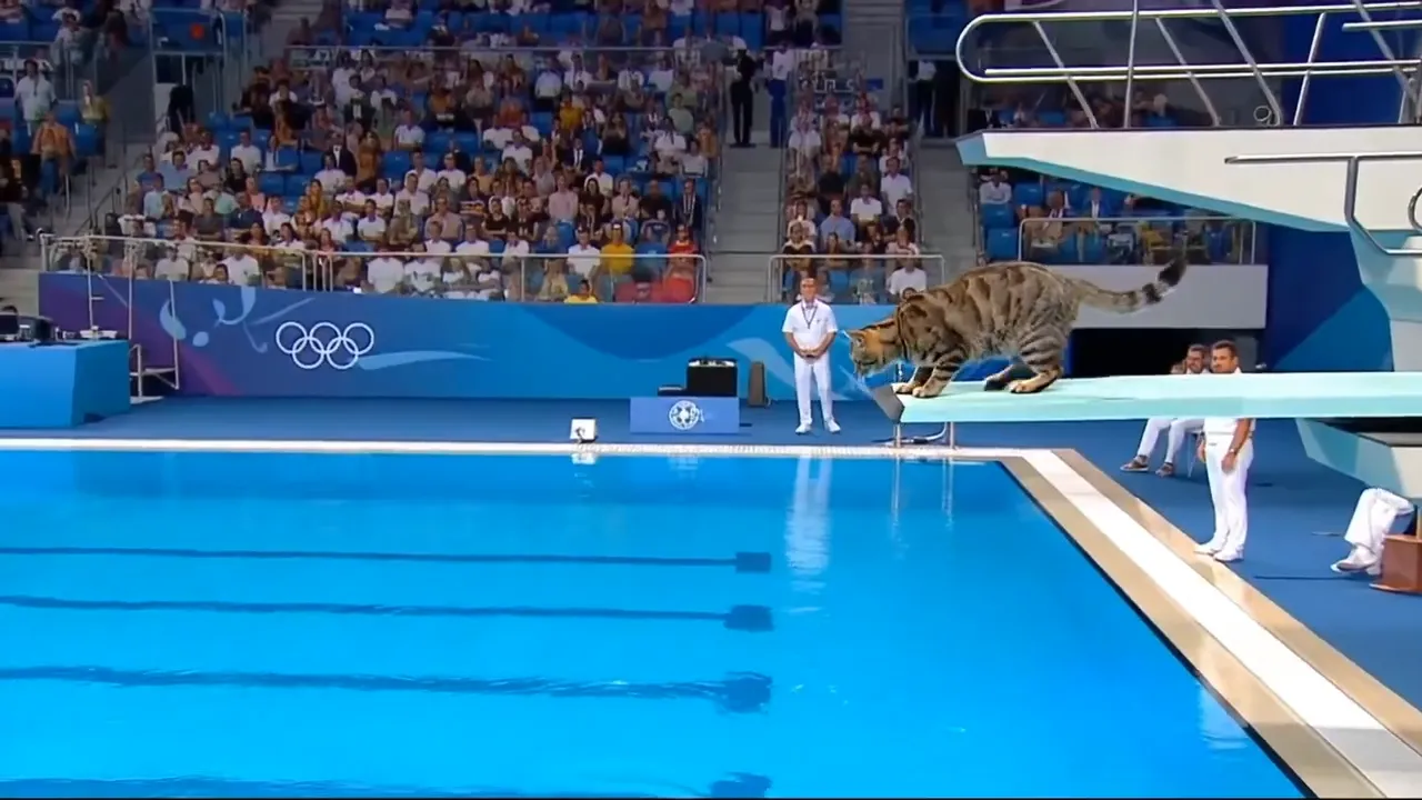 A cat is doing an acrobatic dive into a swimming pool at the olympics