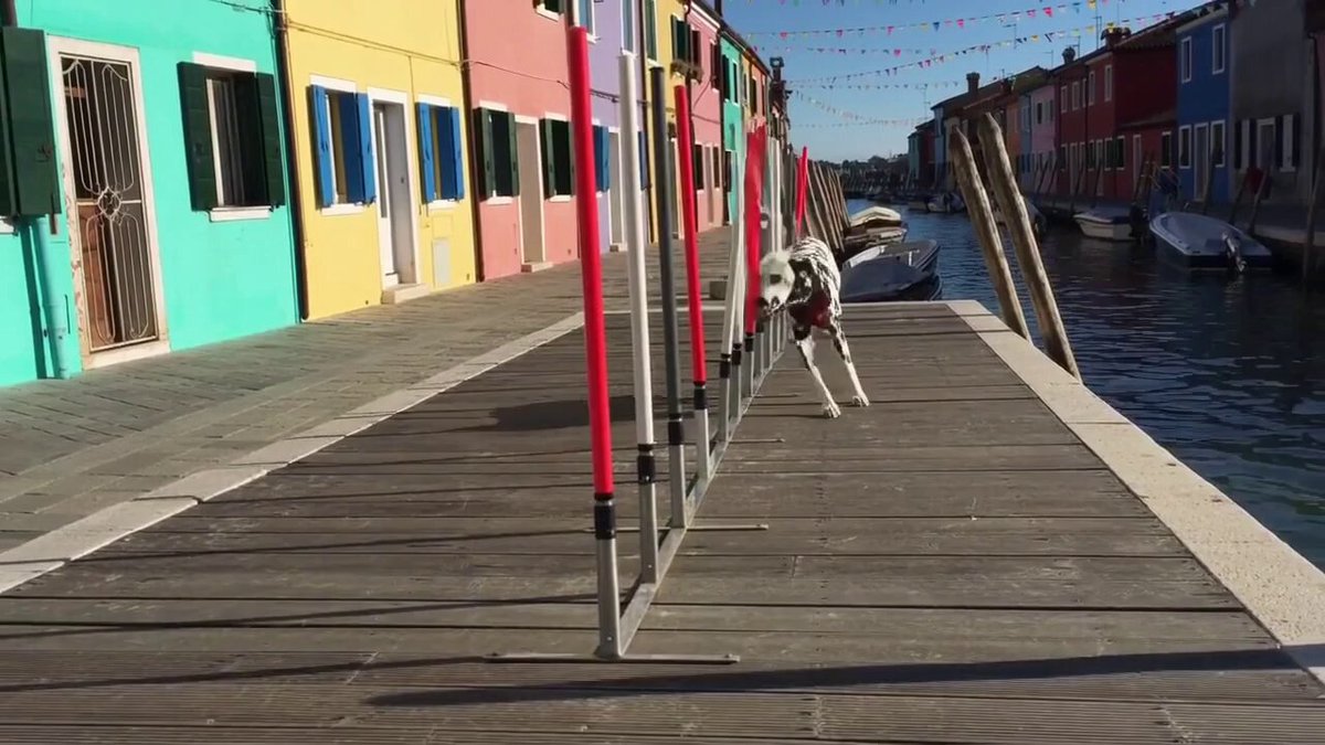 Dog Run
