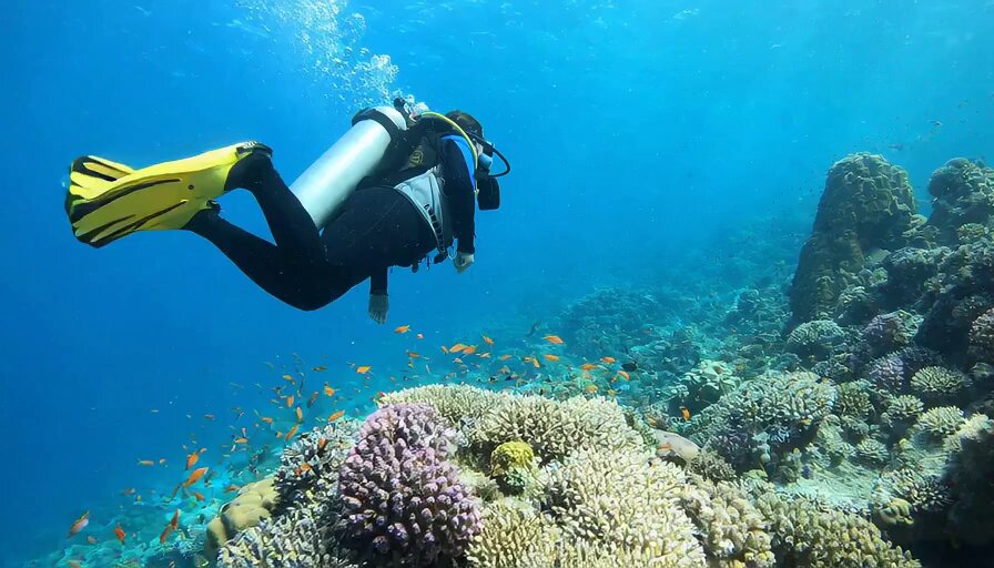 underwater scuba diver, sounds of the coral reef