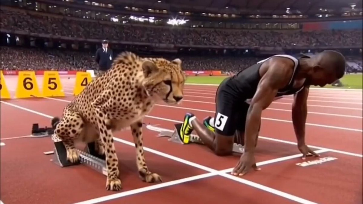 Humans vs Animals