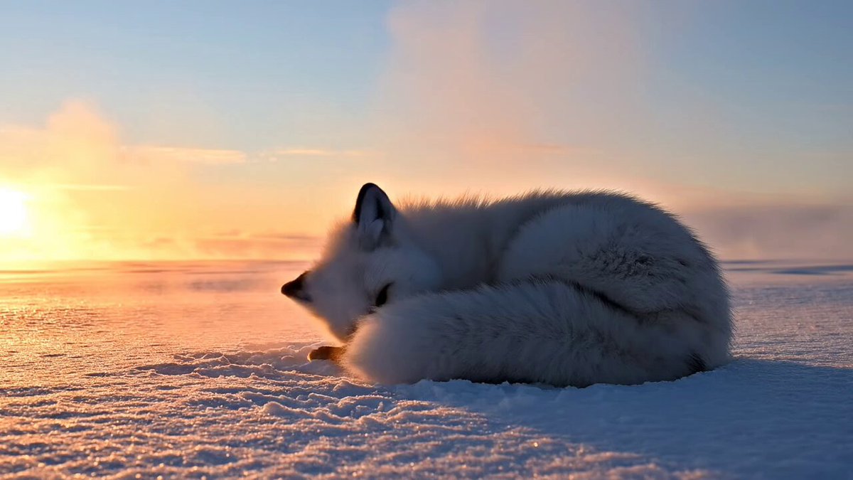 Arctic fox curls on compacted snow